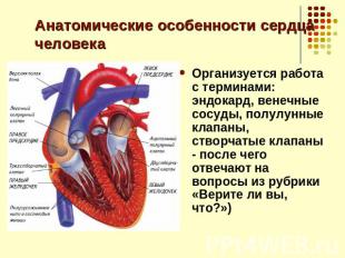 Анатомические особенности сердца человека Организуется работа с терминами: эндок