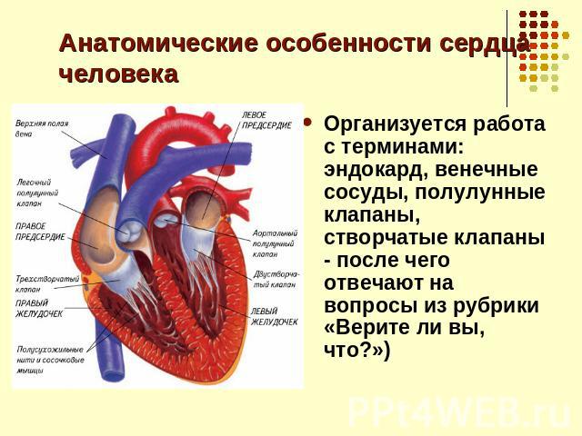 Анатомические особенности сердца человека Организуется работа с терминами: эндокард, венечные сосуды, полулунные клапаны, створчатые клапаны - после чего отвечают на вопросы из рубрики «Верите ли вы, что?»)