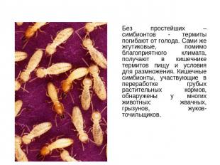 Без простейших – симбионтов - термиты погибают от голода. Сами же жгутиковые, по
