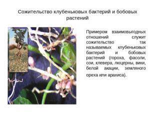 Сожительство клубеньковых бактерий и бобовых растений Примером взаимовыгодных от