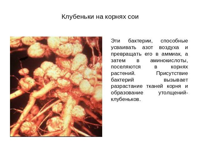 Клубеньки на корнях сои Эти бактерии, способные усваивать азот воздуха и превращать его в аммиак, а затем в аминокислоты, поселяются в корнях растений. Присутствие бактерий вызывает разрастание тканей корня и образование утолщений- клубеньков.