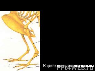 8. Скелет задних конечностей образован: толстой бедренной костью длинной голенью
