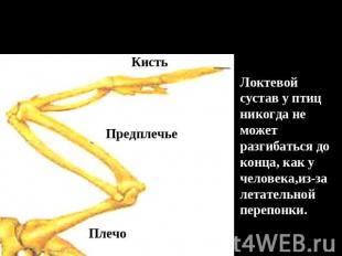 6. Скелет передних конечностей (крыла) состоит из трех отделов: Локтевой сустав