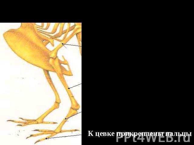 8. Скелет задних конечностей образован: толстой бедренной костью длинной голенью(сросшиеся большая и малая берцовая кости) цевкой( сросшиеся кости ступни и часть костей пальцев) К цевке прикреплены пальцы