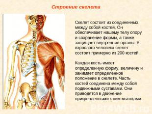 Строение скелета Скелет состоит из соединенных между собой костей. Он обеспечива