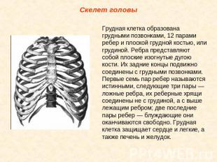 Скелет головы Грудная клетка образована грудными позвонками, 12 парами ребер и п