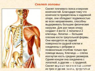 Скелет головы Скелет плечевого пояса и верхних конечностей. Благодаря тому что к