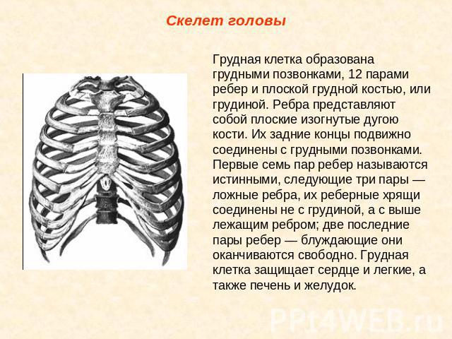 Скелет головы Грудная клетка образована грудными позвонками, 12 парами ребер и плоской грудной костью, или грудиной. Ребра представляют собой плоские изогнутые дугою кости. Их задние концы подвижно соединены с грудными позвонками. Первые семь пар ре…