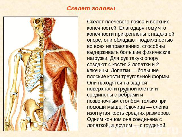 Скелет головы Скелет плечевого пояса и верхних конечностей. Благодаря тому что конечности прикреплены к надежной опоре, они обладают подвижностью во всех направлениях, способны выдерживать большие физические нагрузки. Для рук такую опору создают 4 к…