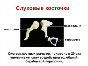 Слуховые косточки Система костных рычагов, примерно в 20 раз увеличивает силу во