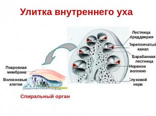 Улитка внутреннего уха Спиральный орган