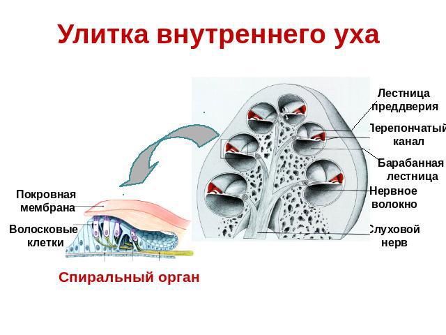 Улитка внутреннего уха Спиральный орган