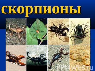скорпионы