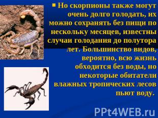 Но скорпионы также могут очень долго голодать, их можно сохранять без пищи по не