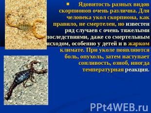 ЯЯдовитость разных видов скорпионов очень различна. Для человека укол скорпиона,