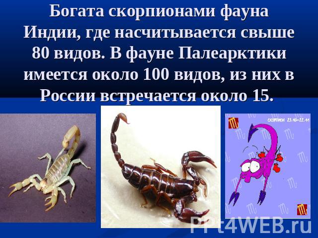 Богата скорпионами фауна Индии, где насчитывается свыше 80 видов. В фауне Палеарктики имеется около 100 видов, из них в России встречается около 15.