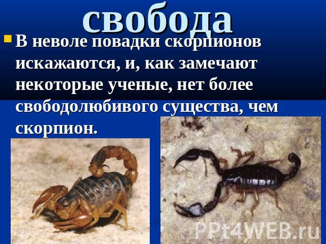 свобода В неволе повадки скорпионов искажаются, и, как замечают некоторые ученые, нет более свободолюбивого существа, чем скорпион.