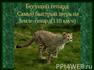 Бегущий гепард.Самый быстрый зверь на Земле-гепард(110 км/ч)