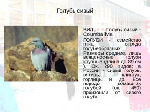 Голубь сизый ВИД: Голубь сизый - Columba livia ГОЛУБИ - семейство птиц отряда го