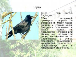 Грач ВИД: Грач - Corvus frugilegus ГРАЧ величиной примерно с ворону, но стройнее