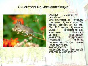 Синантропные млекопитающие МЫШИ (мышиные) - семейство млекопитающих отряда грызу