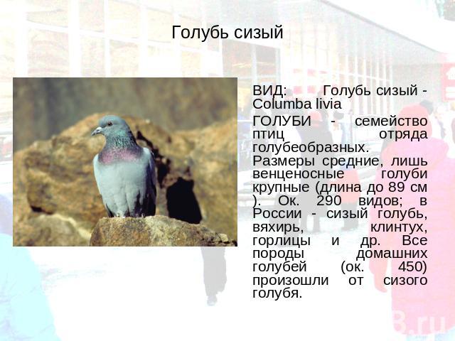 Голубь сизый ВИД: Голубь сизый - Columba livia ГОЛУБИ - семейство птиц отряда голубеобразных. Размеры средние, лишь венценосные голуби крупные (длина до 89 см). Ок. 290 видов; в России - сизый голубь, вяхирь, клинтух, горлицы и др. Все породы домашн…