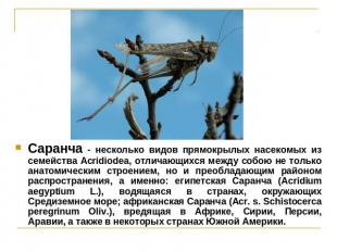 Саранча - несколько видов прямокрылых насекомых из семейства Acridiodea, отличаю