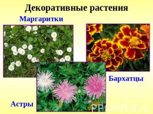 Декоративные растения