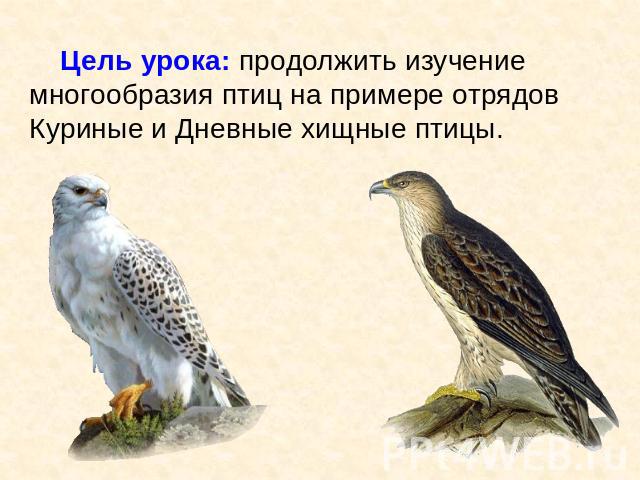 Цель урока: продолжить изучение многообразия птиц на примере отрядов Куриные и Дневные хищные птицы.