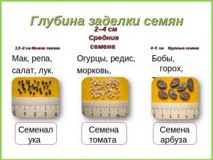 Глубина заделки семян 1,5–2 см Мелкие семен Мак, репа, салат, лук. 2–4 см Средни