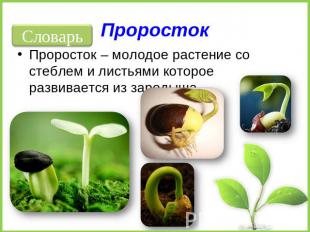 Проросток Проросток – молодое растение со стеблем и листьями которое развивается