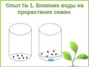 Опыт № 1. Влияние воды на прорастание семян.