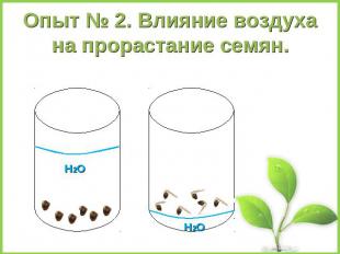 Опыт № 2. Влияние воздуха на прорастание семян.