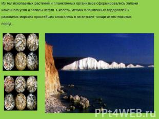 Из тел ископаемых растений и планктонных организмов сформировались залежи каменн