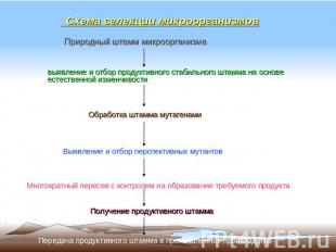 Схема селекции микроорганизмов Природный штамм микроорганизма выявление и отбор