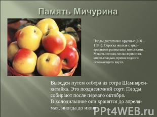 Память Мичурина Плоды достаточно крупные (100 – 110 г). Окраска желтая с ярко-кр