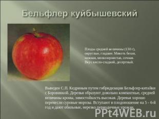 Бельфлер куйбышевский Плоды средней величины (130 г), округлые, гладкие. Мякоть