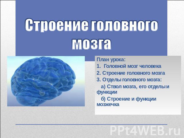 Строение головного мозга План урока: 1. Головной мозг человека 2. Строение головного мозга 3. Отделы головного мозга: а) Ствол мозга, его отделы и функции б) Строение и функции мозжечка