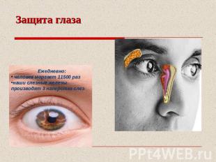 Защита глаза Ежедневно: человек моргает 11500 раз наши слезные железы производят
