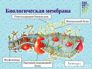 Биологическая мембрана Олигосахаридная боковая цепь Интегральный белок Фосфолипи