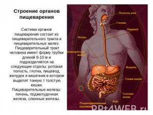 Строение органов пищеварения Система органов пищеварения состоит из пищеваритель