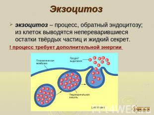 Экзоцитоз экзоцитоз – процесс, обратный эндоцитозу; из клеток выводятся неперева