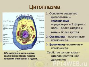 Цитоплазма . Основние вещество цитоплазмы – гиалоплазма (существует в 2 формах: