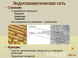 Эндоплазматическая сеть Строение 1 мембрана образует: Полости Канальцы Трубочки