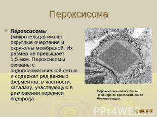 Пероксисома Пероксисомы (микротельца) имеют округлые очертания и окружены мембра