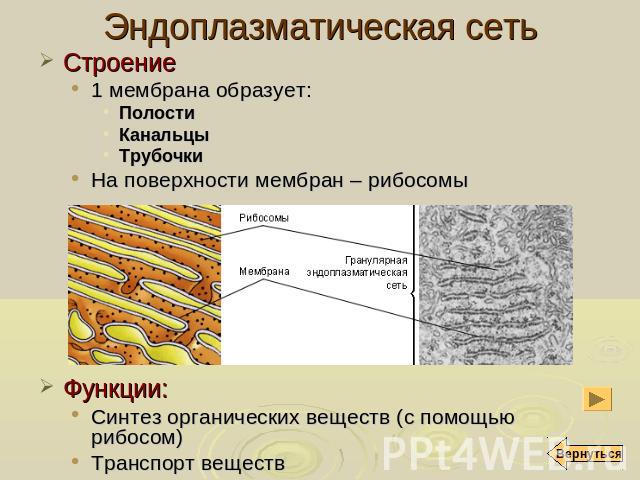 Эндоплазматическая сеть Строение 1 мембрана образует: Полости Канальцы Трубочки На поверхности мембран – рибосомы Функции: Синтез органических веществ (с помощью рибосом) Транспорт веществ