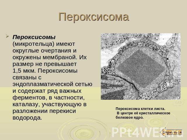 Пероксисома Пероксисомы (микротельца) имеют округлые очертания и окружены мембраной. Их размер не превышает 1,5 мкм. Пероксисомы связаны с эндоплазматической сетью и содержат ряд важных ферментов, в частности, каталазу, участвующую в разложении пере…