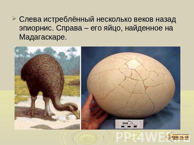 Слева истреблённый несколько веков назад эпиорнис. Справа – его яйцо, найденное на Мадагаскаре.