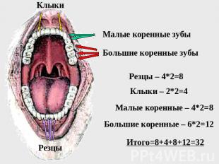 Малые коренные зубы Большие коренные зубы Резцы – 4*2=8 Клыки – 2*2=4 Малые коре