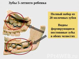 Зубы 5-летнего ребенка Полный набор из 20 молочных зубов Видны формирующиеся пос